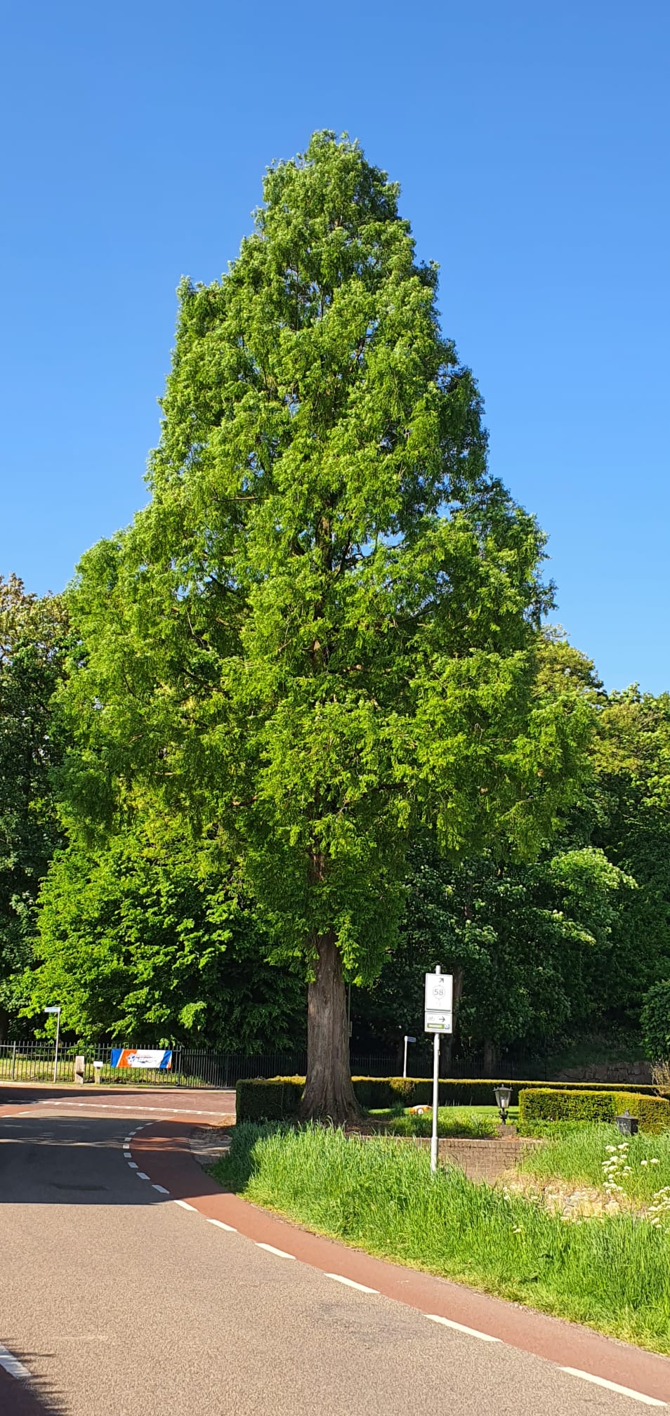 Metasequoia glyptostroboides