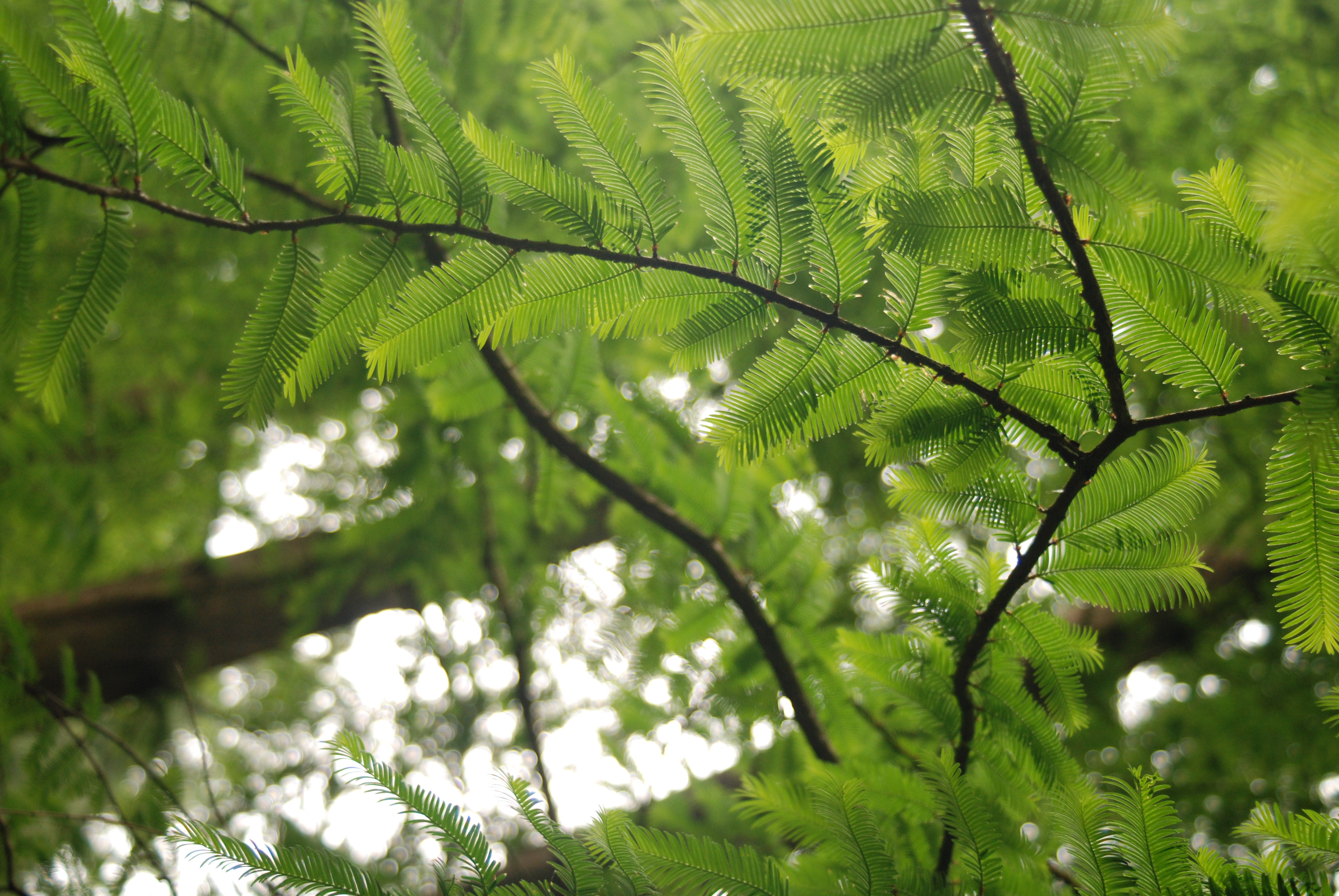 Metasequoia in Sequoiafarm Kaldenkirchen (D)