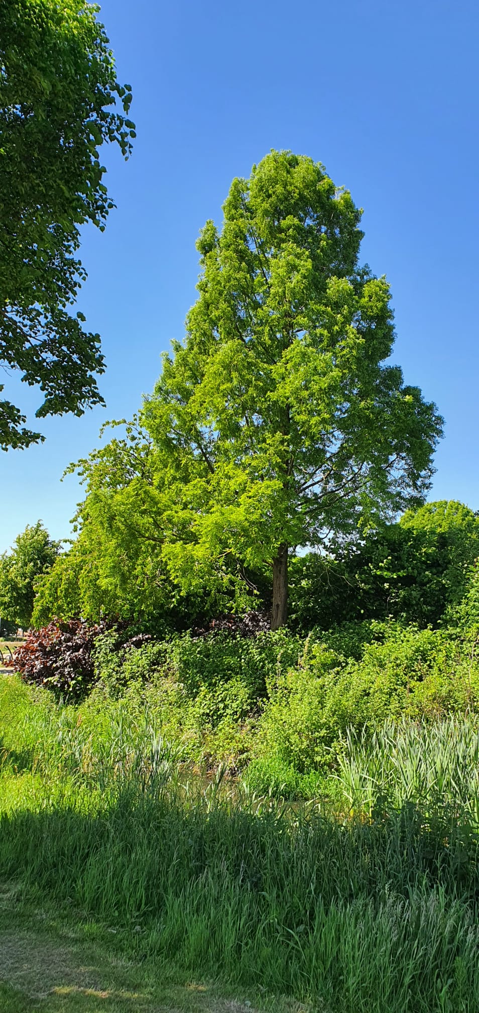 Metasequoia in Maasbree